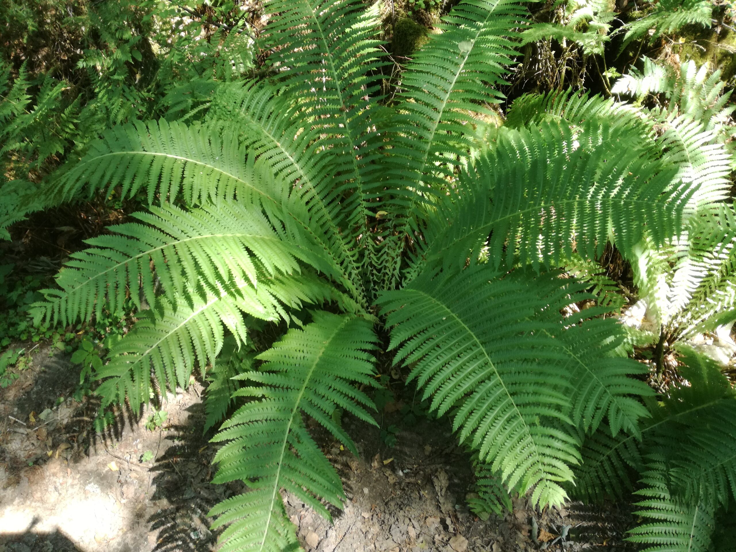 obi goldfruchtpalme Kaufen Sie jetzt Zimmerpflanze Areca-Palme Dypsis lutescens inkl.  Weidenkorb, grau main image 0